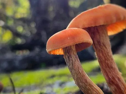 "Grandmother" - Acoustic Guitar Mushroom Meditation