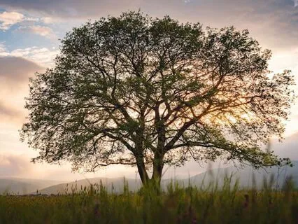 Grandmother Tree: Binaural Sleep Story Meditation