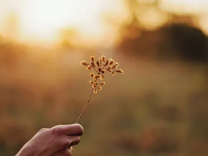 Gratitude Meditation