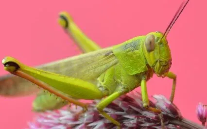 Grasshopper Goals