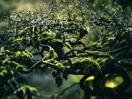 Grateful Heart Meditation