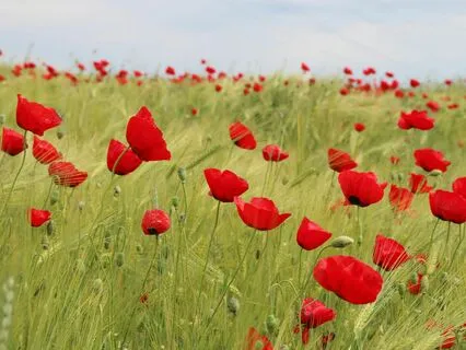 Grateful Heartbeat - Gratitude Serenade