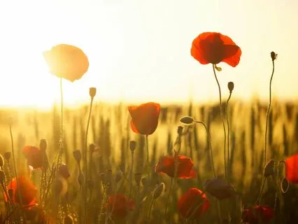 Grateful Morning - Start The Day With Gratitude