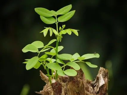Gratefulness To Mother Earth