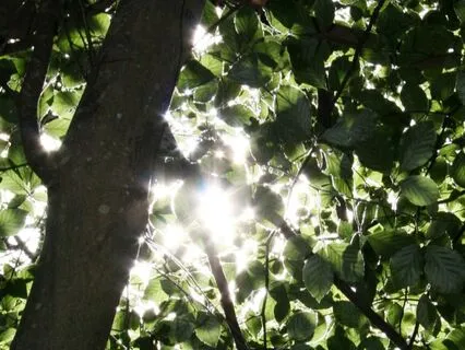 Gratefulness - Calming Flute & Bowls Music