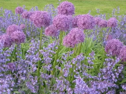 Gratidão à Vida, Inspiração e Paixão