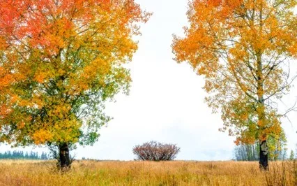 Gratitude: 15 Minute Breathwork Practice