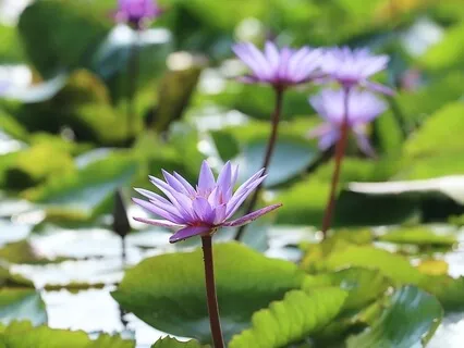 An Abundance Of Gratitude 