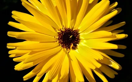 Daily Gratitude To Revive Your Love Of Life