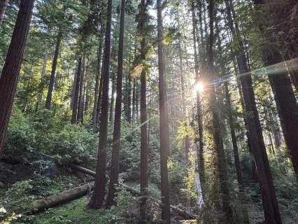 Gratitude Affirmation Journey