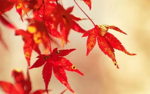 Gratitude Affirmations