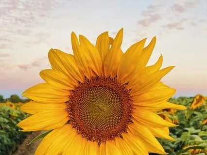 Gratitude Affirmations For A Positive Mindset