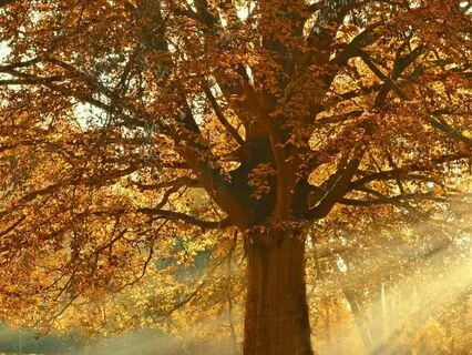 Gratitude And Glimmers: A Guided Visualization