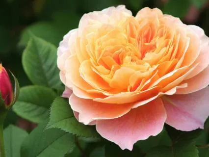 Gratitude And Joy Meditation
