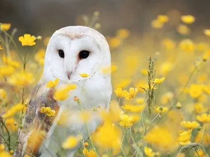 Gratitude And Presence