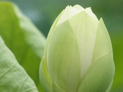 Gratitude And The Boundless Heart