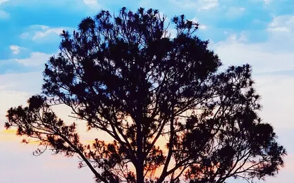 Gratitude Breathing Meditation