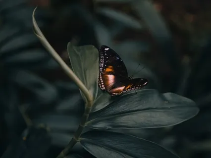 Gratitude By Jonathan Basher