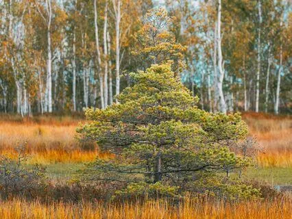 Gratitude Calm: Music For Mindful Peace