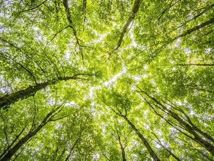 Gratitude Challenge - Day 2