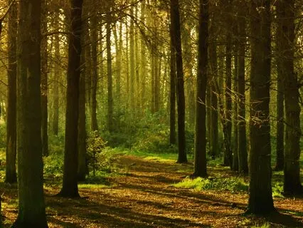 Gratitude Challenge - Day 5