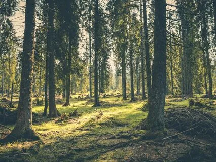 Gratitude Challenge - Day 6