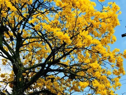 Gratitude For Being Alive