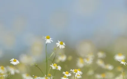 Gratitude For Little Ones