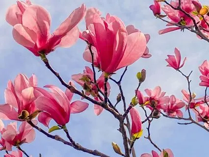 Gratitude For My Heart