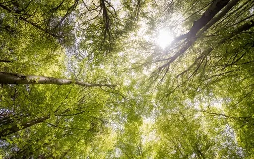 Gratitude For Our Senses