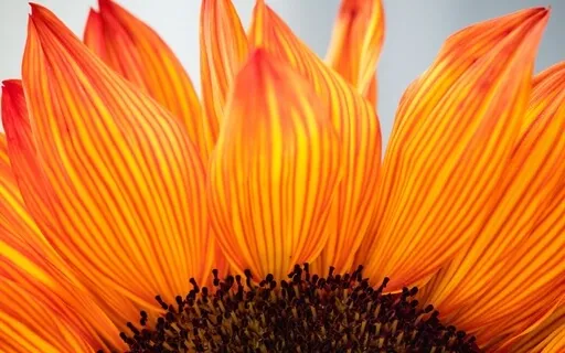 Gratitude For Starting Into A Beautiful Day