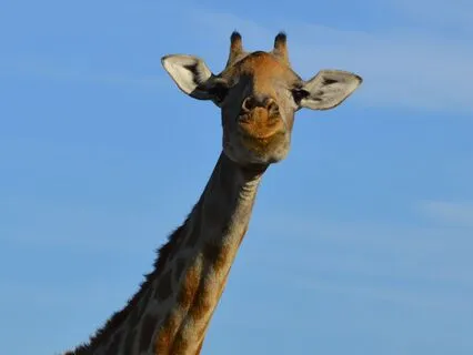 Gratitude For Your Voice