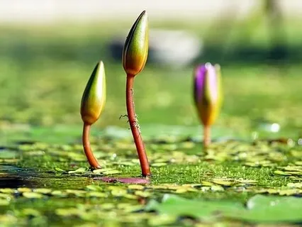 Gratitude for Water - The Basis of All Life on Earth