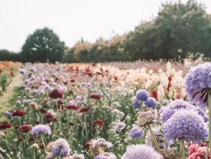 Gratitude Garden - Abundance Morning Practice