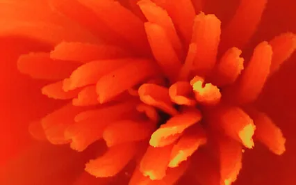 Gratitude: Gift Of Joy