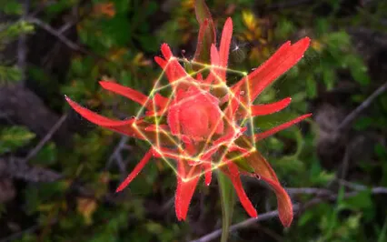 Gratitude Grounding Meditation