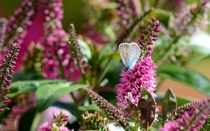 Gratitude Guided Meditation