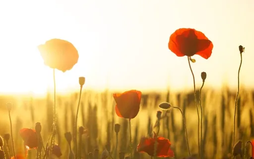 Gratitude Guided Meditation