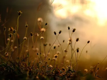 Gratitude Guided Meditation