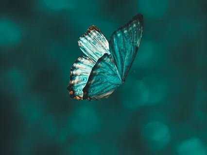 Gratitude Heart Opening Meditation