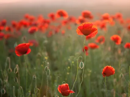 Cultivating A Gratitude Mindset