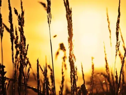 Gratitude In The Morning