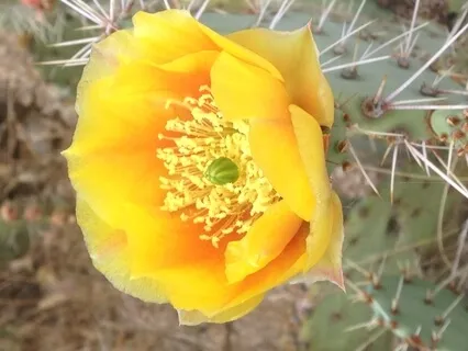 Gratitude Intentions For Today