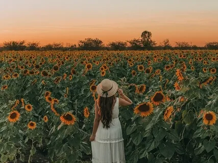 Gratitude Is The Field Where Happiness Flowers