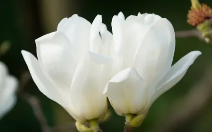 Gratitude Is the Leading Cause Of Abundance