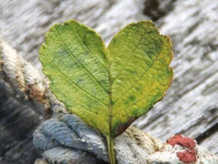 Gratitude, Joy & Connection