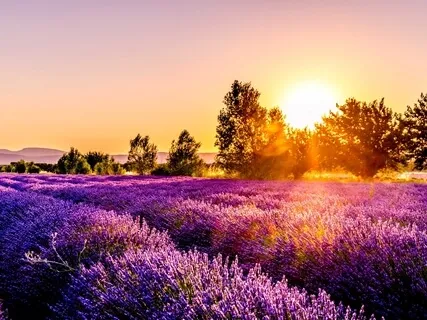 The Healing Light Of Gratitude 