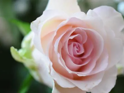 Gratitude & Manifestation Meditation