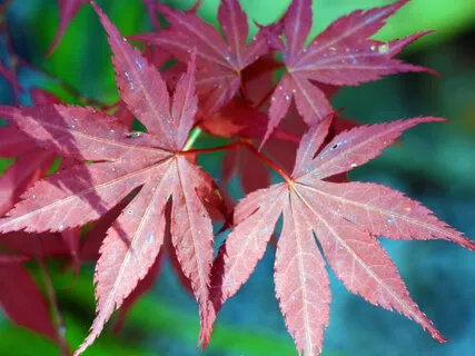 Gratitude Meditation