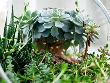 Gratitude Meditation